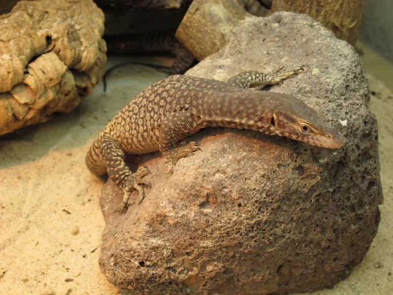 Varanus t. orientalis